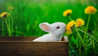 中国女排新战术体系初见成效，中国女排站位战术